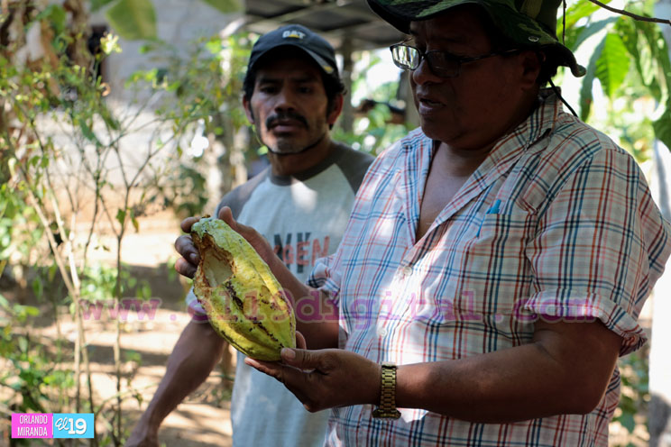 Pacayita: Uno de los cacaos m&aacute;s exquisitos de Nicaragua